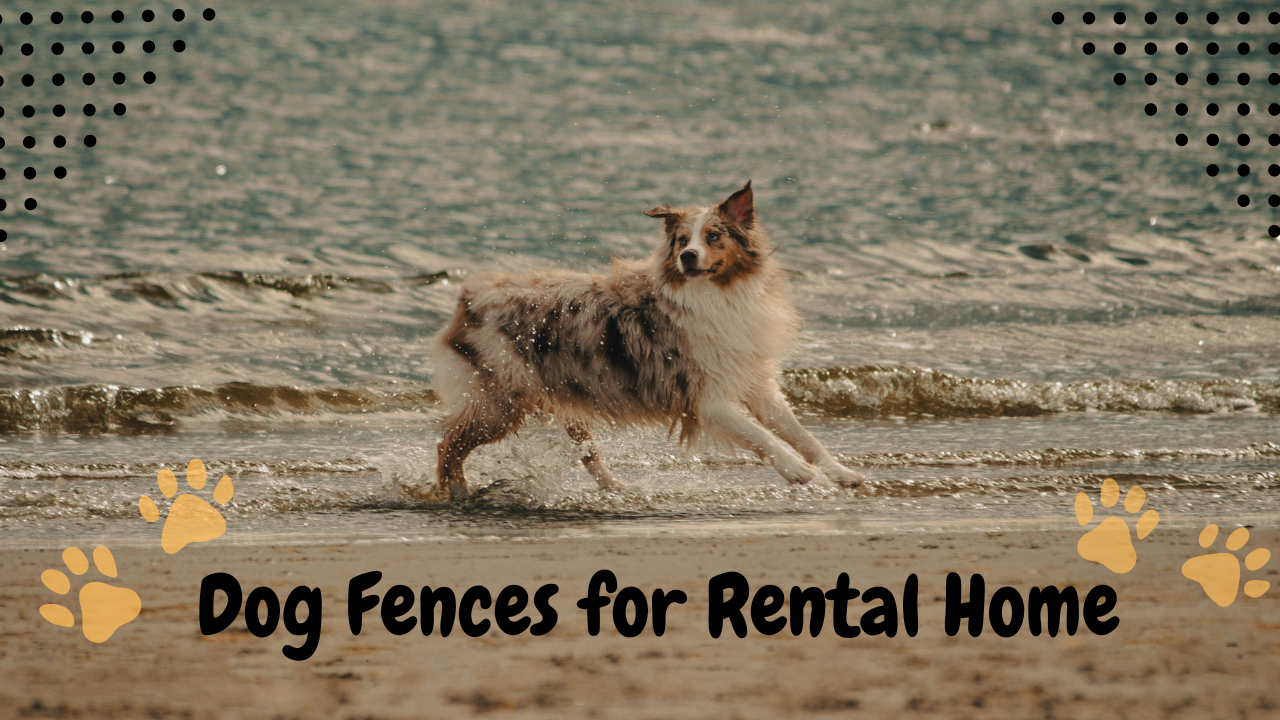 Temporary Dog Fences For Rental Homes