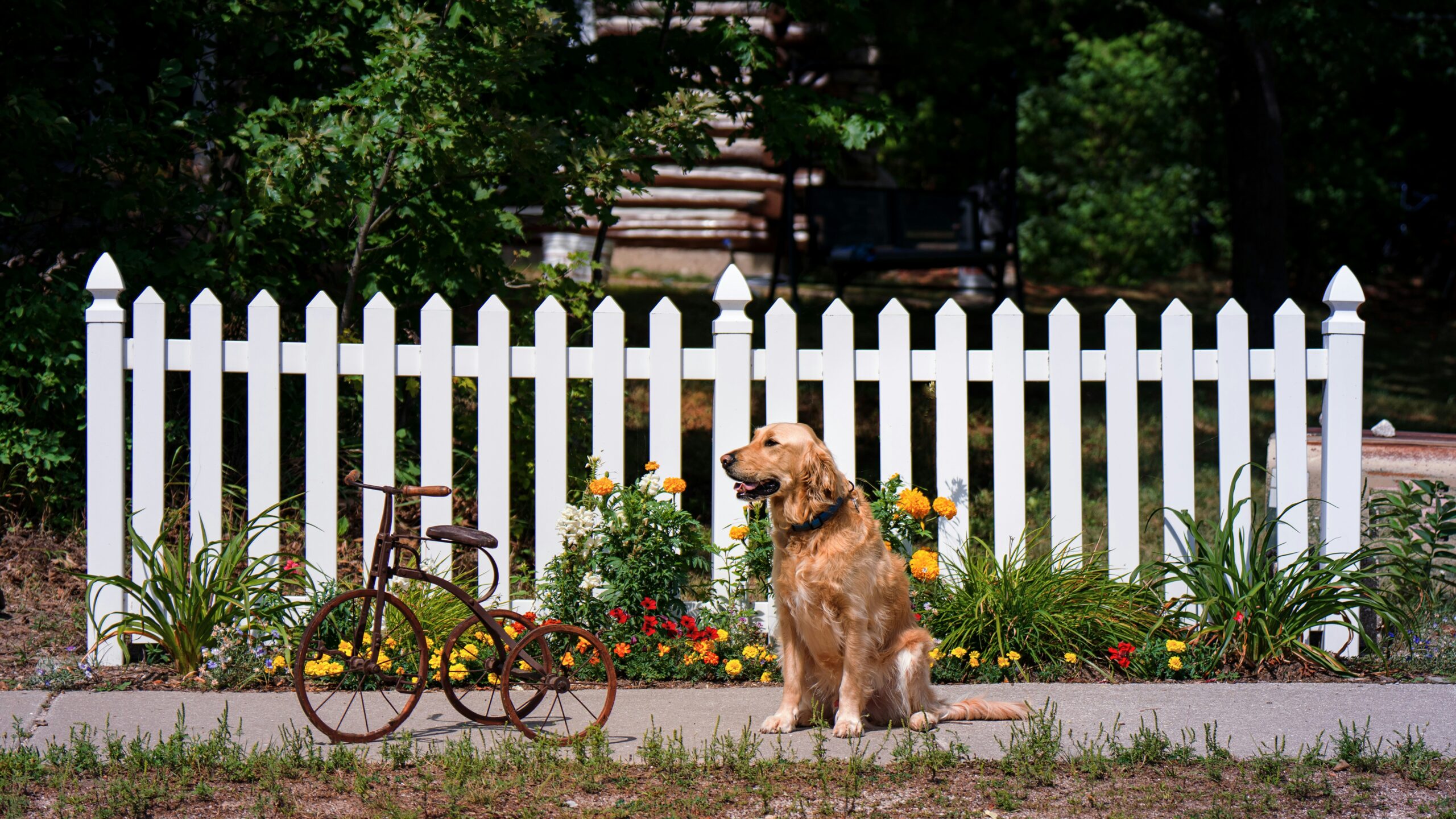 Top Smart Dog Collars