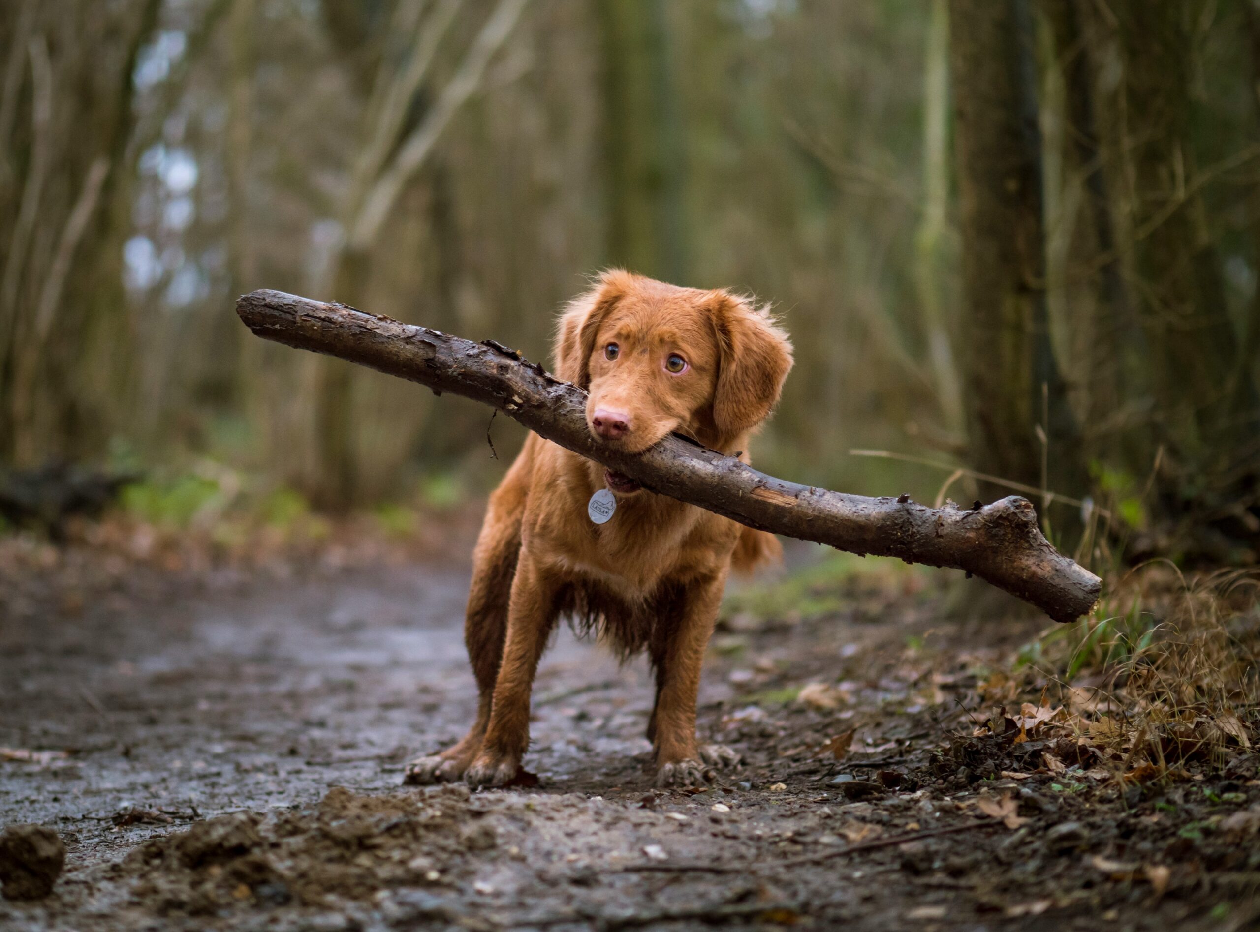 Small dog Fence