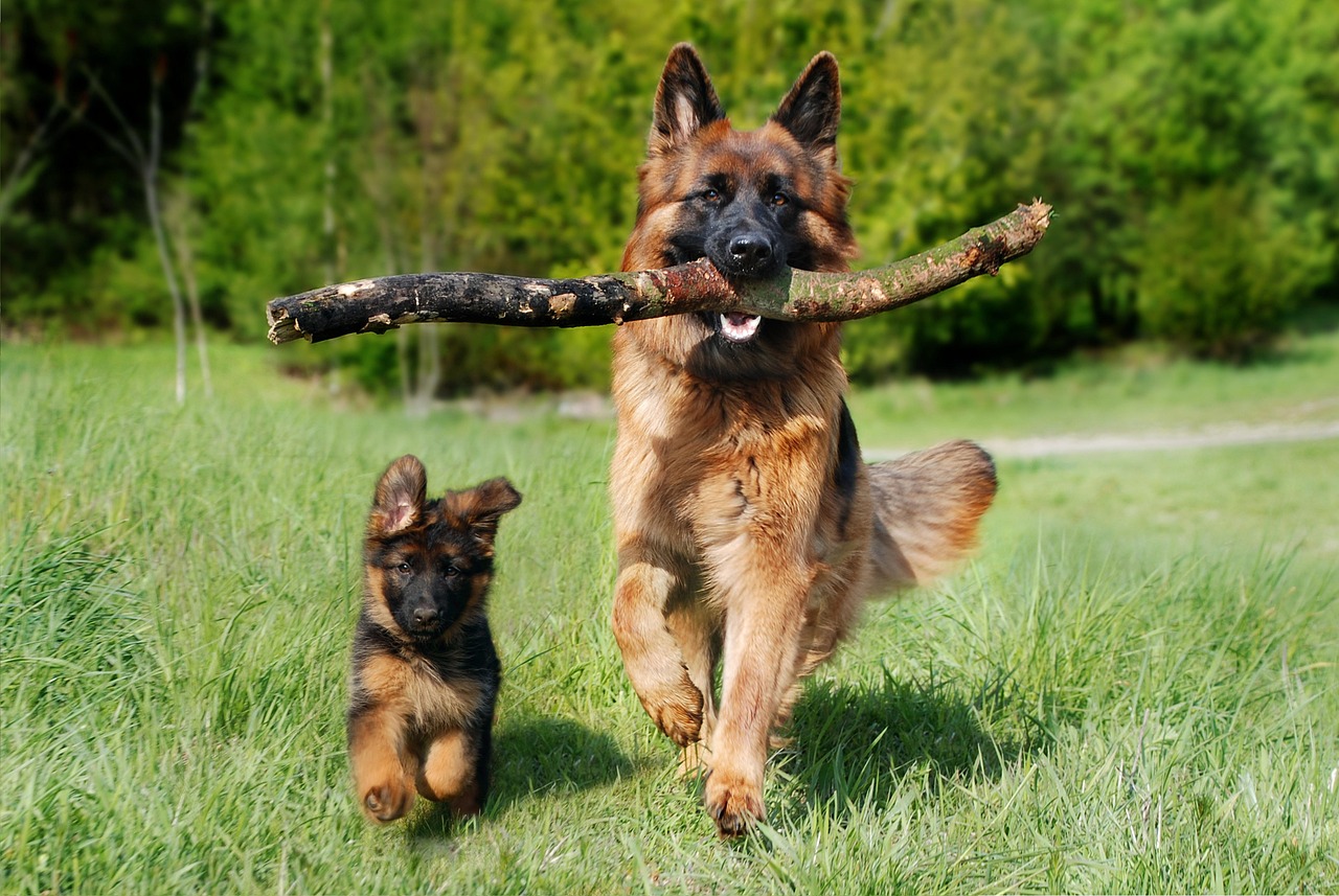 Low Cost, Low Budget Dog Fence Plans